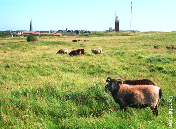 Helgoland_837